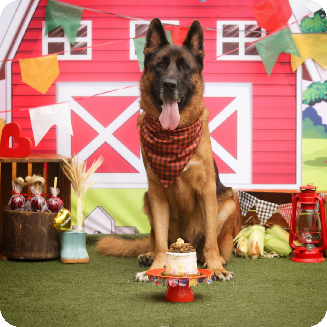 Academia-da-matilha-Iron-Pastor-Alemao-1